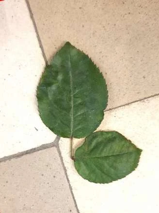 Gałązka zauważona na posadzce kościoła — inspiracja znaku ARKA